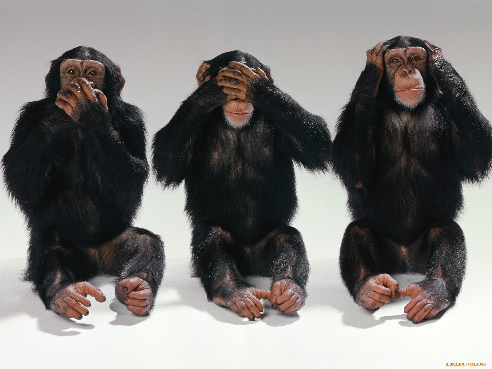 hear, no, evil, see, speak, , 